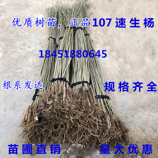 速生杨107品种白杨树苗 无絮白杨树植树造林园林绿化扦插河提道路
