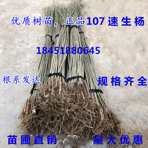 速生杨107品种白杨树苗 无絮白杨树植树造林园林绿化扦插河提道路