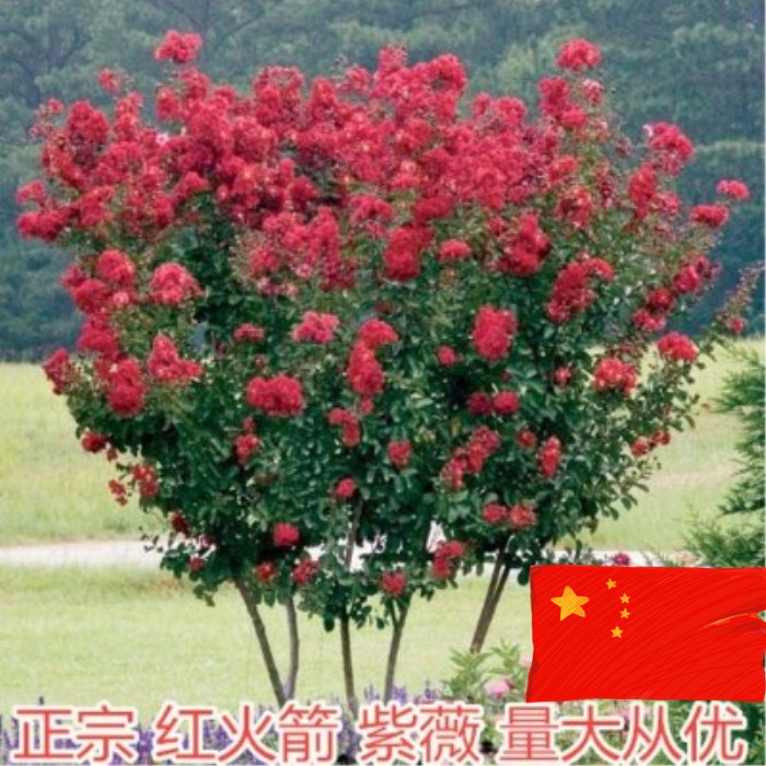 庭院种植美国四季花期长紫薇树苗