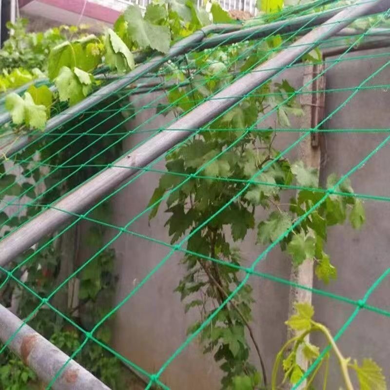 速发植物爬藤网攀援网园艺搭架网瓜果丝瓜苦瓜月季藤蔓花卉攀爬种