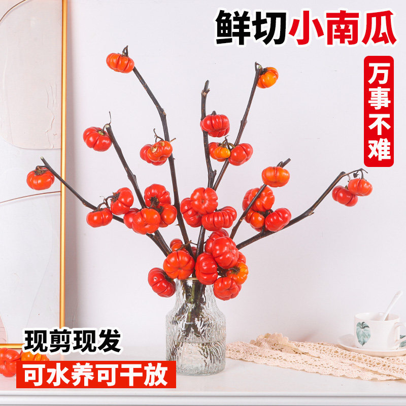 速发水培植物小南瓜真花鲜植枝室切桌面水养插花观果内物年宵花