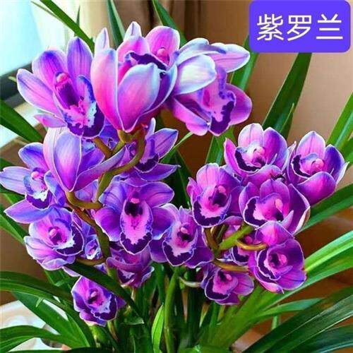 速发石斛兰盆栽卉花苞兰花盆栽花带植物室浓兰花苗四季开花内香型