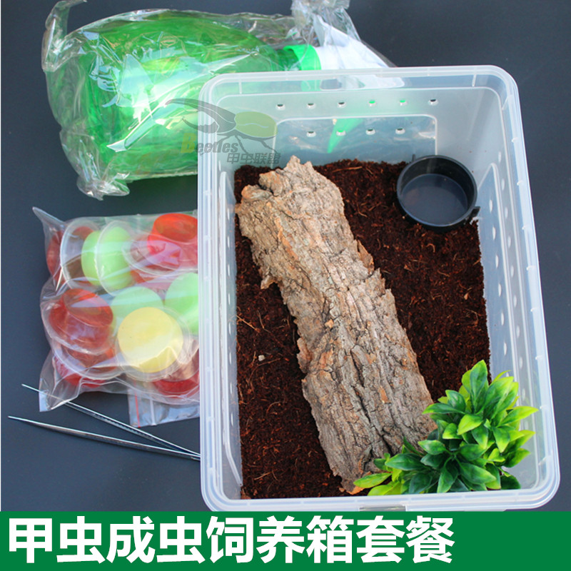 速发独宠仙成虫甲虫爬角饲养套餐压克力透明盒锹形虫守宫养蛛饲蜘