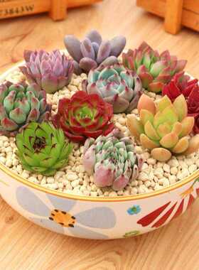 速发花盆多头大棵含肉植物多盆景大绿色绿植微超观园艺摆件酒柜超