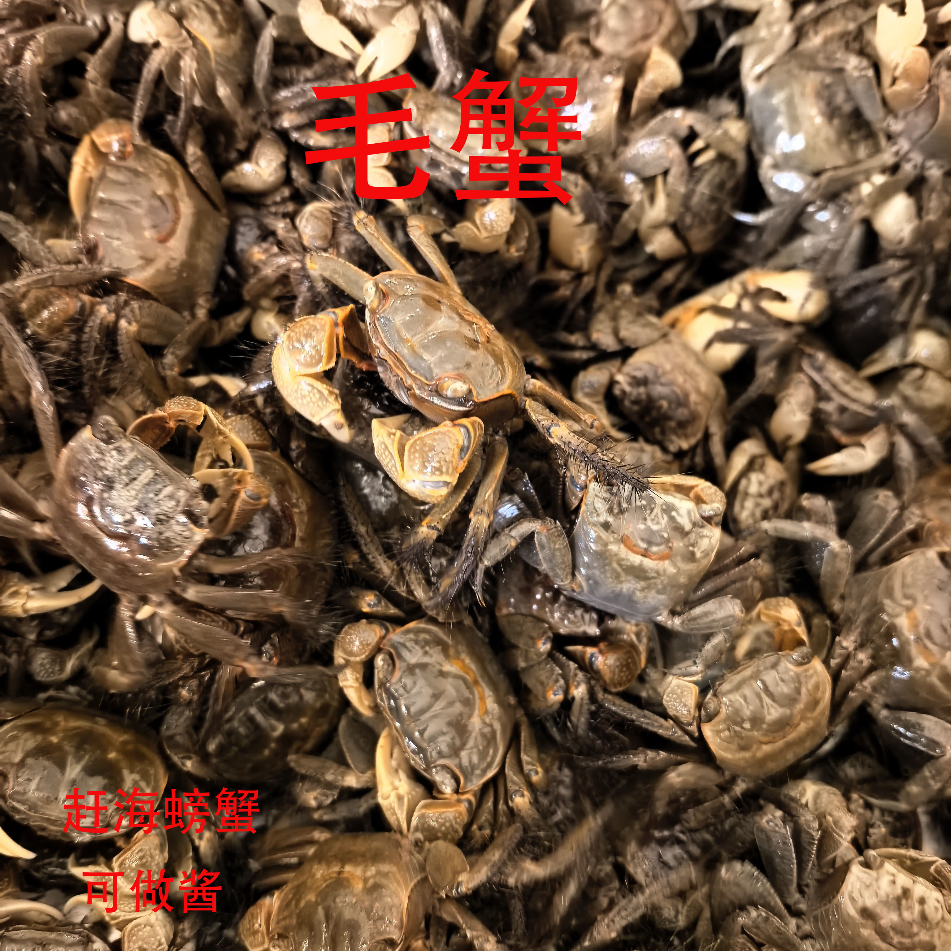 螃蟹赶海乐园可做蟹酱将军蟹毛蟹相手蟹500g批发鲜活螃蟹可做酱