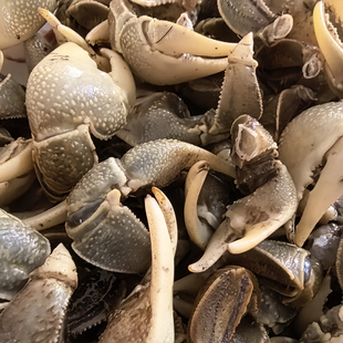 蟛蜞蟹螃蜞螯蟹钳螃蟹脚现掰蟹脚毛脚蟹钳子毛脚蟹钳地方特产