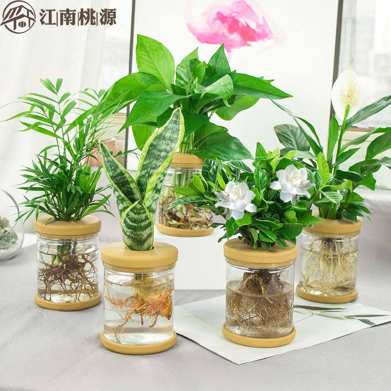 速发放在适合摆在电视柜上的花办公桌花卉小绿植四季好养多肉水培