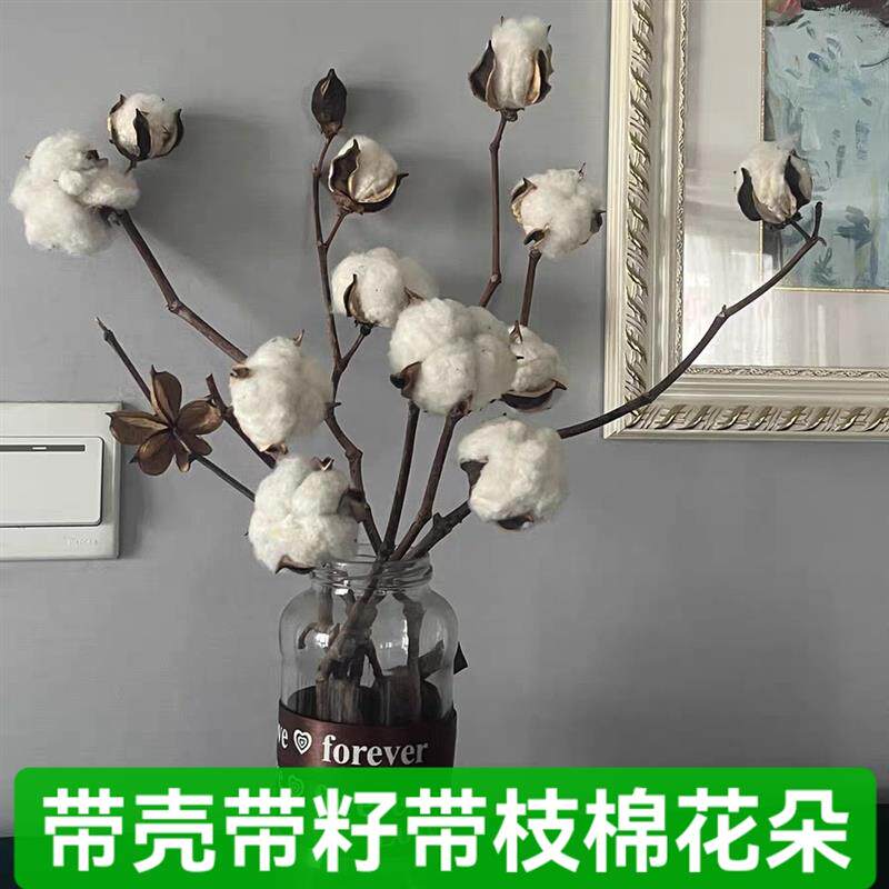 现货带壳带籽棉花枝干棉花花苞带花瓶G摆件客厅装饰品家居摆设花