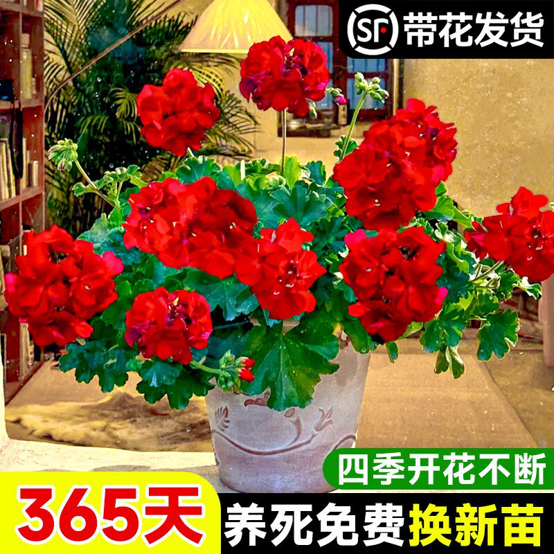 速发盆品大花天竺葵新栽带花苞发货垂钓吊兰绿苗重瓣四季开花卉花