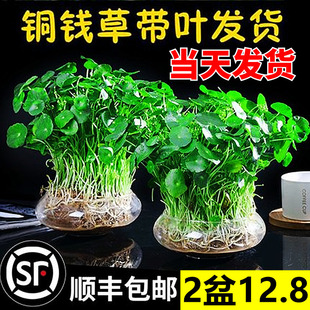速发带叶公钱草水办植物培铜室内盆栽客厅桌面绿植花卉趣味水养金