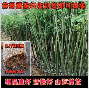 速发蔷薇嫁接杆带提无刺蔷桩杆子月季嫁接砧木棒棒糖嫁接杆树薇状