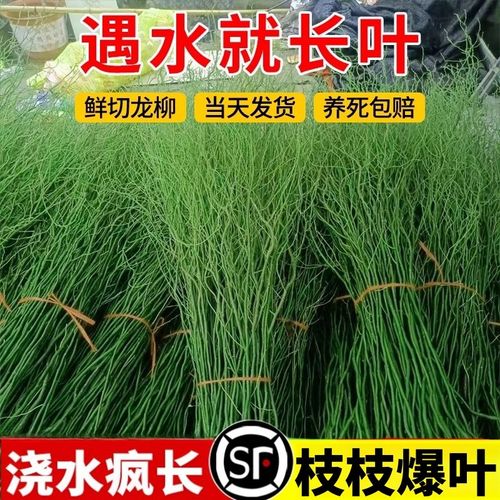 速发龙柳鲜枝水培插花客厅水培植物耐寒懒养绿植好人水培植物四季