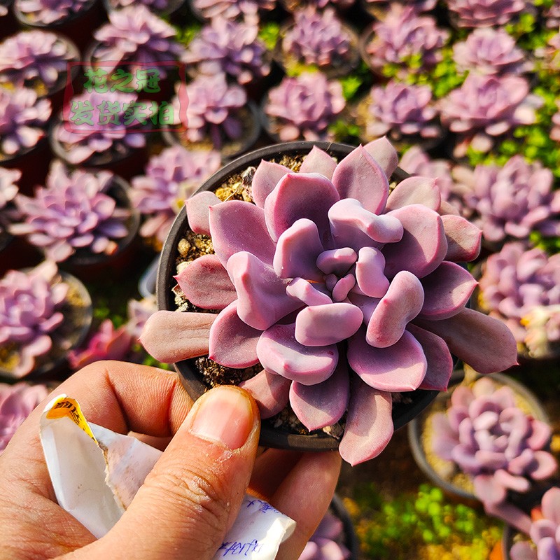 速发多肉植物比丘特特玉莲黛比杂绿植盆栽创意迷你花卉款新萌肉