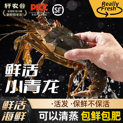 鲜活小青龙【包鲜/包肥】
