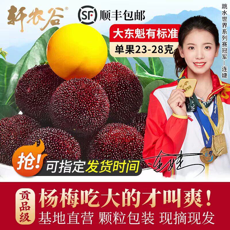 贡品级大颗粒礼盒装仙居东魁杨梅