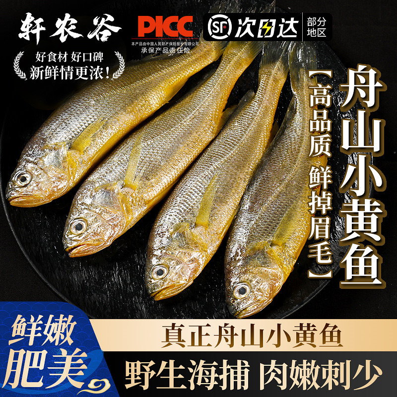 舟山小黄鱼野生海捕肉嫩刺少