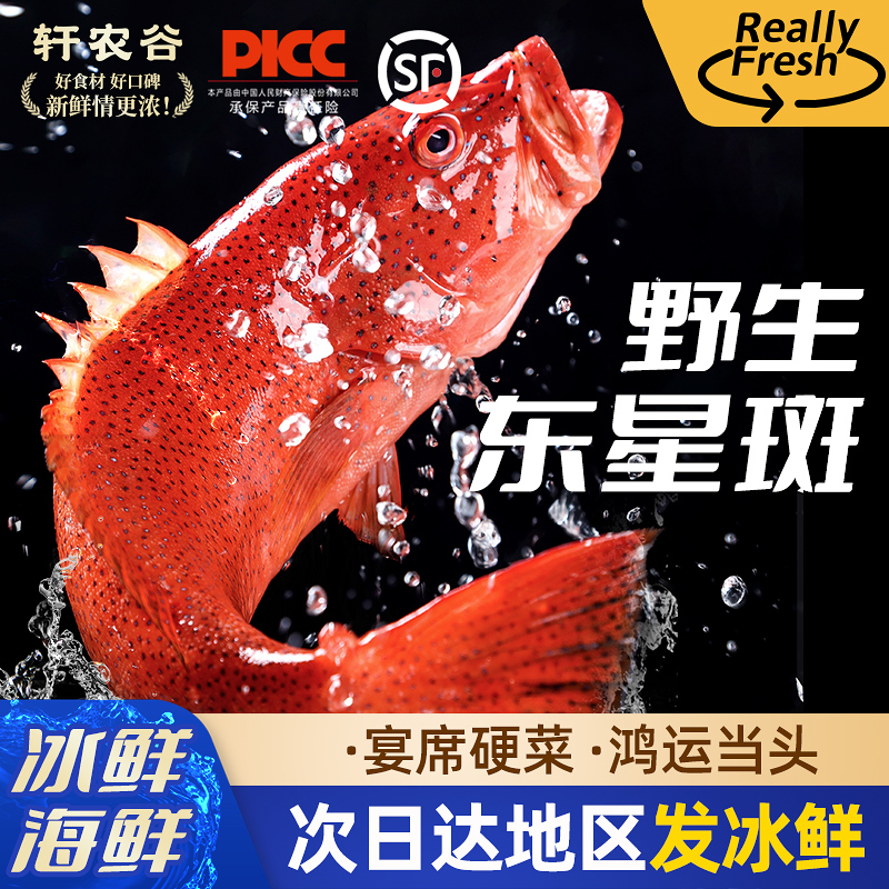 冰鲜深海东星斑顺丰次日达