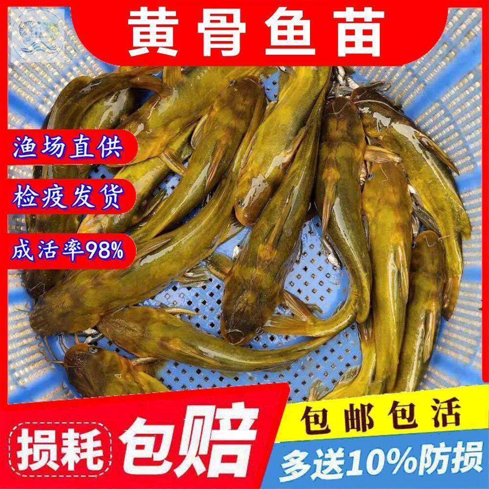 黄骨鱼苗活体黄颡鱼苗淡水小鱼苗杂交黄鸭叫黄丫头昂刺黄辣丁鱼苗