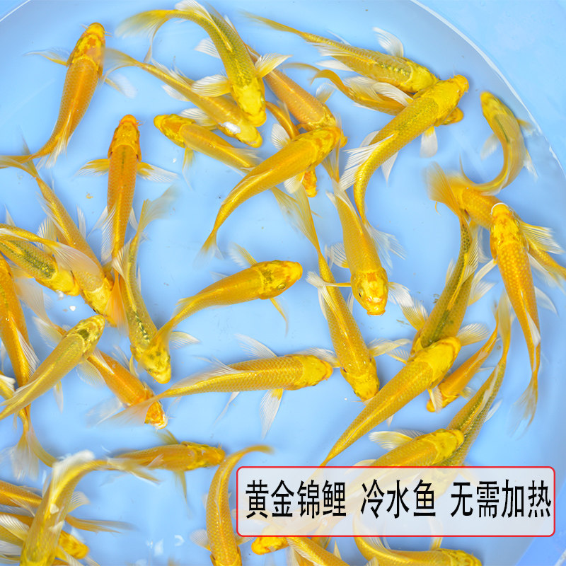 冷水鱼观赏鱼小金鱼活体鱼苗草金鱼黄金锦鲤淡水鱼风水鱼好养耐活