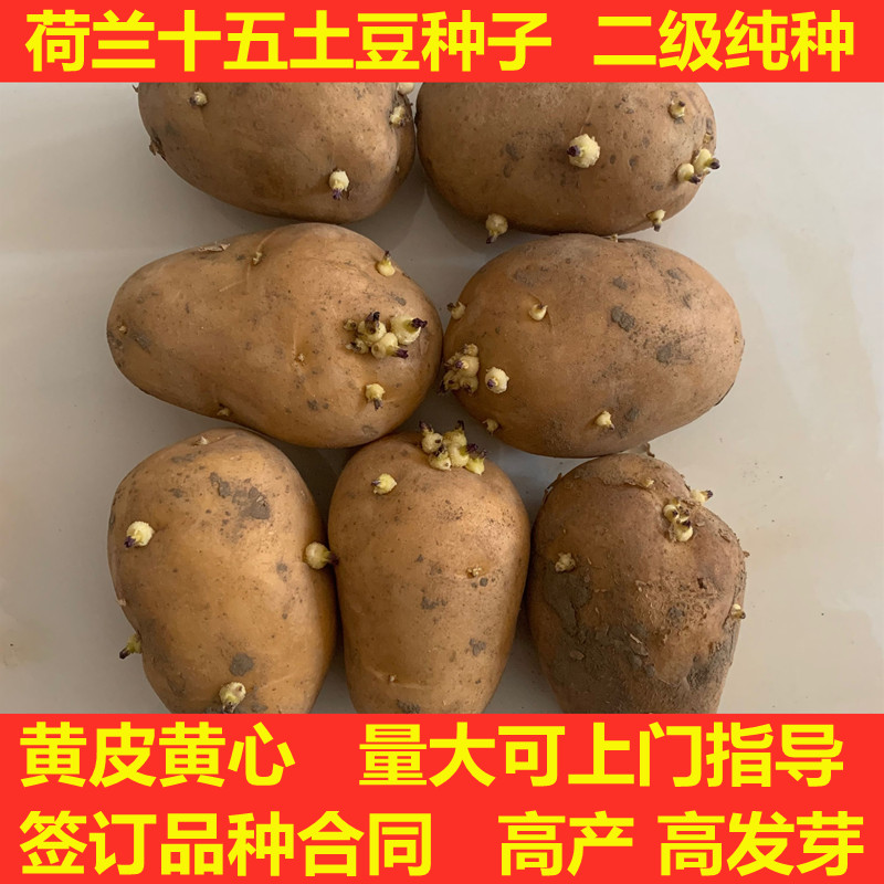 土豆种子黄心黄皮东北高产脱毒种苗种薯荷兰马铃薯原种苗洋芋种孑