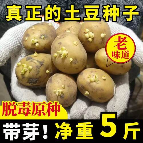 黄心高产带芽土豆种马铃薯种籽