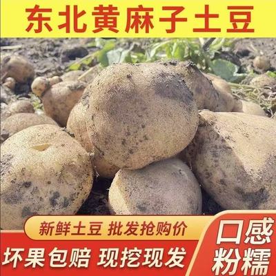 新鲜黄麻子土豆东北黑土地正宗开花沙面老品种马铃薯黄心黄皮沙瓤