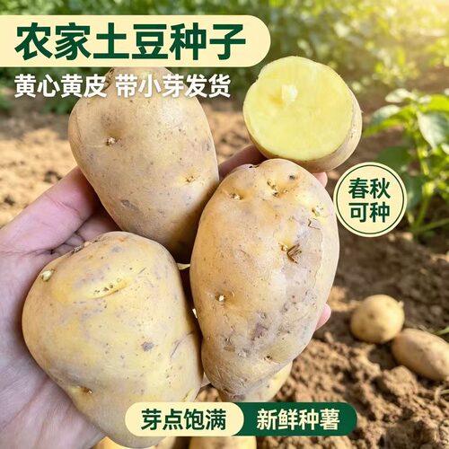 土豆种子带芽黄心土豆种苗原种