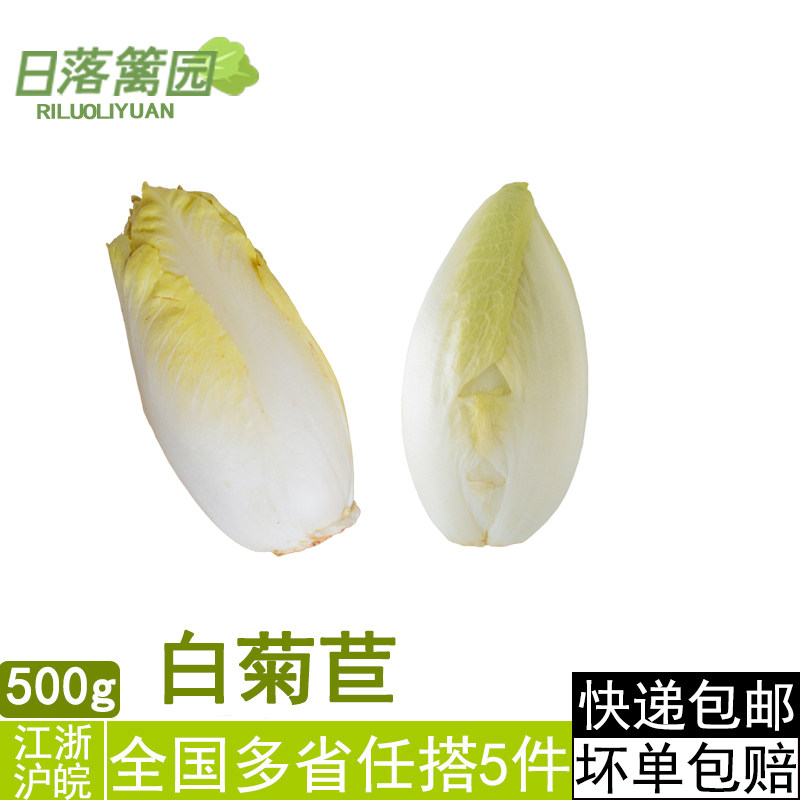 新鲜白菊苣500g 玉兰菜 芽球菊苣 沙拉菜 一份2-3颗  满五件包邮