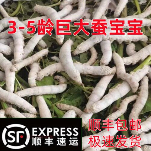 巨型5龄蚕宝宝活体春蚕幼虫