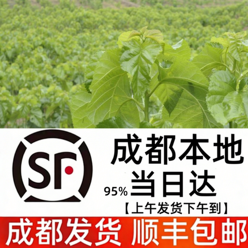 蚕宝宝套餐鲜嫩桑叶[成都发货】