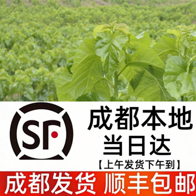 蚕宝宝套餐鲜嫩桑叶[成都发货】