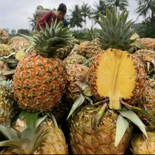 海南直发芒果凤梨热带鲜香水果芒果香台农23号不塞牙削皮金钻菠萝