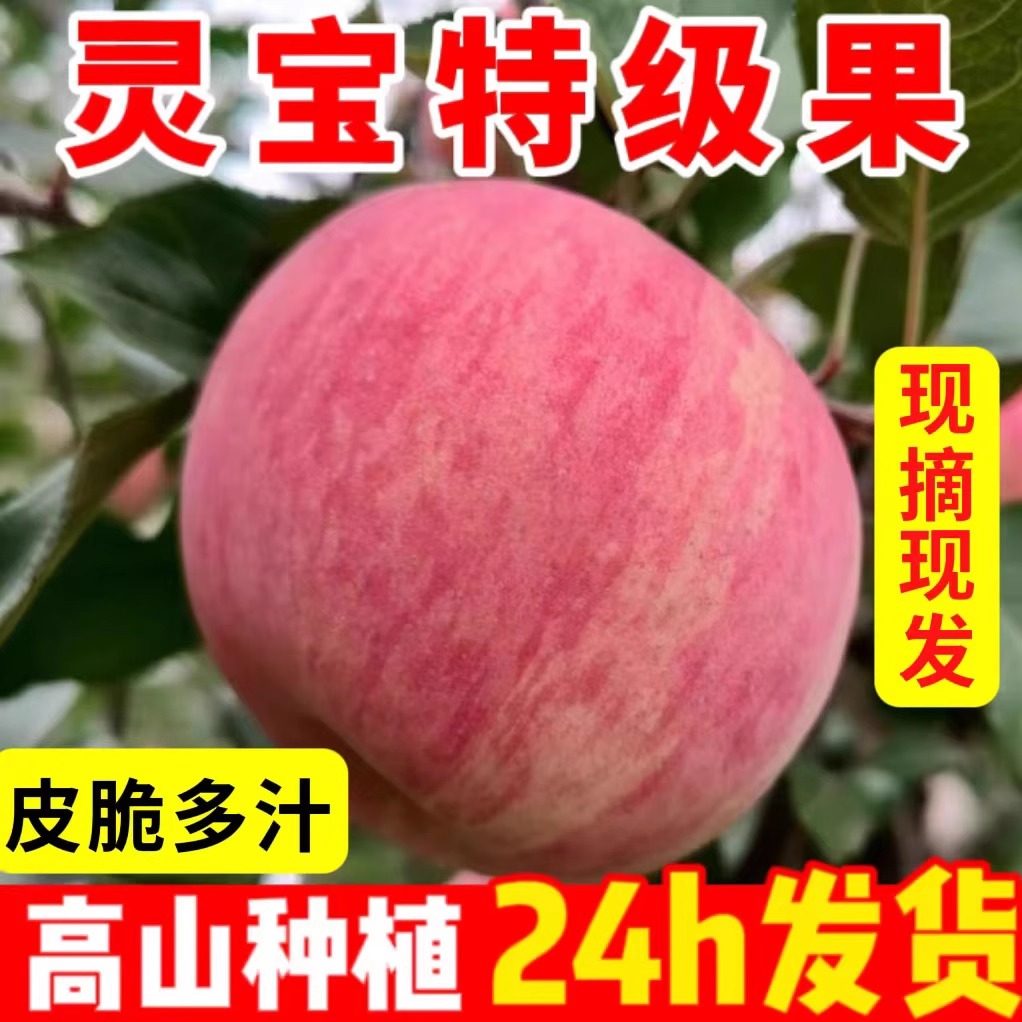 灵宝高山苹果自家果园种植新鲜水果10斤皮薄酥脆汁多一级红富士,水产肉类/新鲜蔬果/熟食,苹果,淘宝优惠券,粉丝福利购,淘宝优惠卷