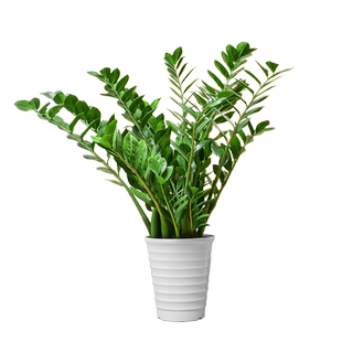 金钱树客厅大型植物盆栽办公室内桌面高级感绿植招财好养乔迁开业