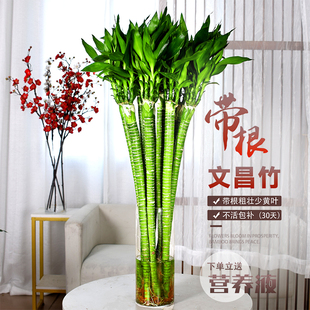 文昌竹金榜题名龙竹粗杆富贵竹水培植物客厅开运竹子盆栽招财带根