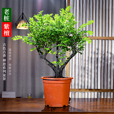 小叶紫檀黑骨茶盆栽造型