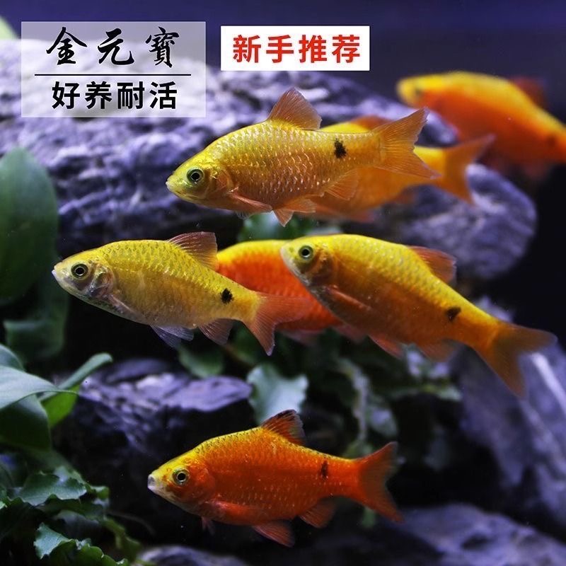 精品招财金元宝冷水观赏鱼小金鱼淡水冷水溪流鱼小型好养新手小鱼
