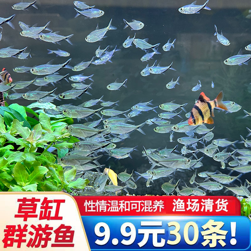 大勾灯黑尾淡水观赏鱼