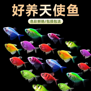 【混养耐活多彩】天使鱼七彩热带观赏鱼新手闯缸鱼小型好养小型鱼