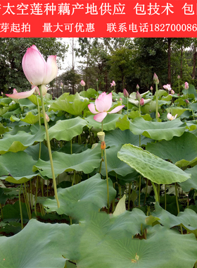 高产莲藕太空莲36号种苗 红花莲子白莲种苗 大型观赏荷花苗盆栽