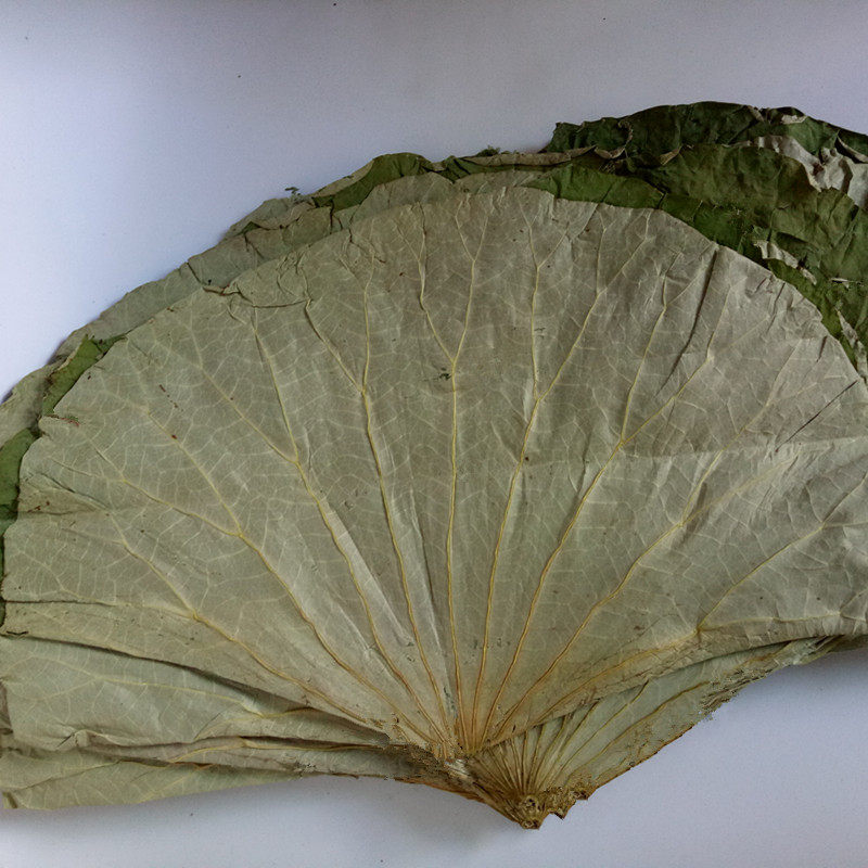 2023整张干荷叶片散装500g做粽子大小荷叶鸡荷叶蒸饭糯米鸡叫花鸡