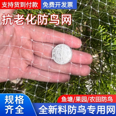 防鸟网果树果园防小鸟的网