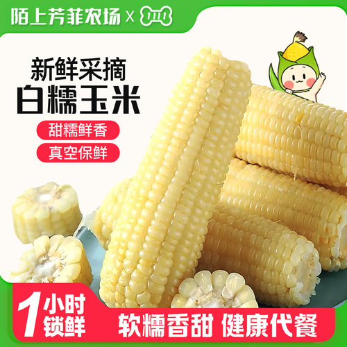 东北微甜口感白糯玉米代餐粗粮