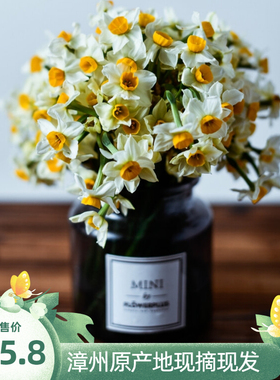 漳州农田现采水仙花花枝切花鲜花束复瓣室内净化空气水培鲜切花卉