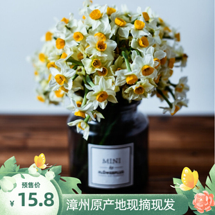 漳州农田现采水仙花花枝切花鲜花束复瓣室内净化空气水培鲜切花卉