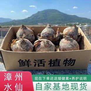 漳州九湖水仙花种球基地冬季耐寒易养活水培植物单复瓣精选大种子