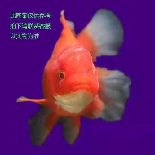 鎏金金鱼价格 鎏金金鱼图片 星期三
