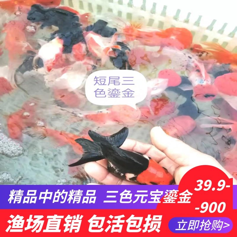 精品金鱼素材模板 精品金鱼图片下载 小麦优选