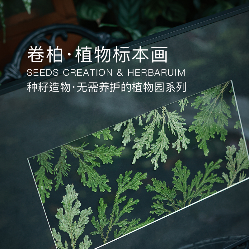 种籽造物卷柏横版植物标本挂画手工押花画客厅沙发电表箱装饰画图片