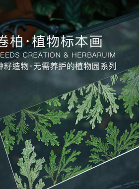 种籽造物卷柏横版植物标本挂画手工押花画客厅沙发电表箱装饰画